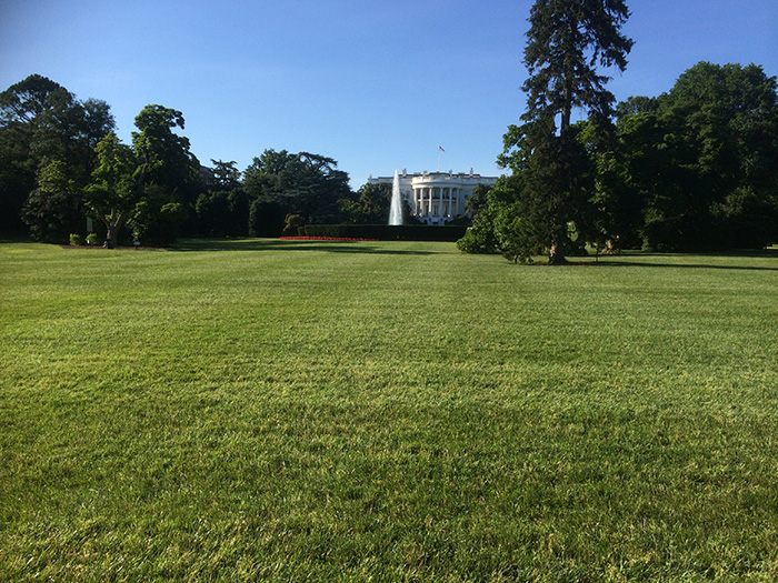 白宫草坪